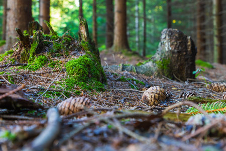 Forest landscape. Coniferous trees and clearings. Sunlight through the trees.の写真素材