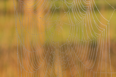 Woven web on the meadow. There is a web between the blades of grass. Morning dew and water drops....