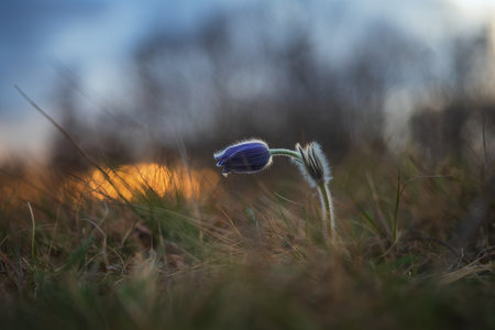 Pasque flowers on spring field. Photo Pulsatilla grandis with nice bokeh.