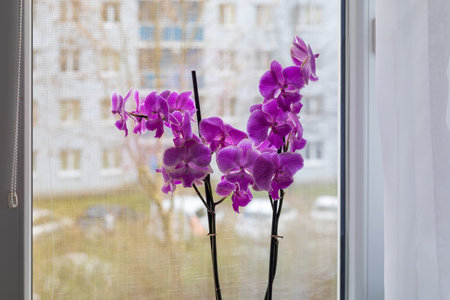 Indoor pink flower Orchid in a pot is on the windowsill by the window.の写真素材