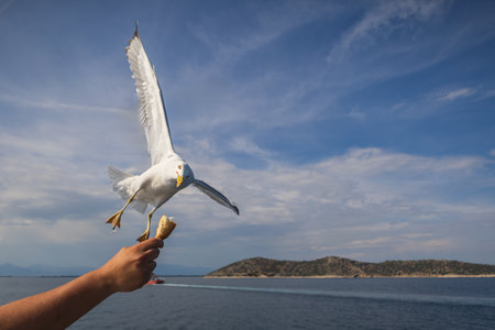 Seagull - Larus marinus flies through the air with outstretched wings. Blue sky. The harbor in the...