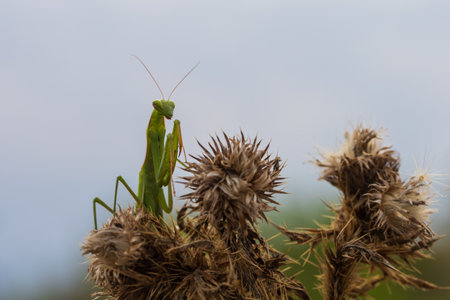 Mantis - Mantis religiosa green animal sitting on a blade of grass in a meadow.の写真素材