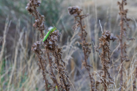 Mantis - Mantis religiosa green animal sitting on a blade of grass in a meadow.の写真素材