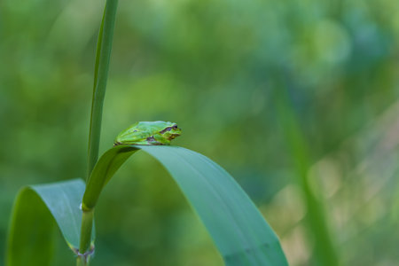 Hyla arborea - Green tree frog on a stalk. The background is green. The photo has a nice bokeh. Wild...