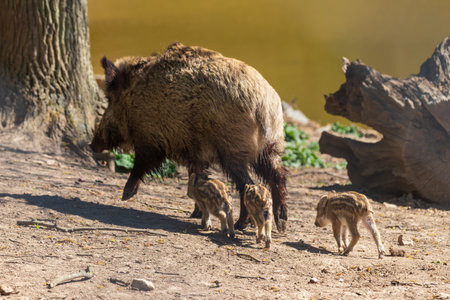 Wild boar - Sus scrofa - in the forest and by the in its natural habitat. Photo of wild nature.の写真素材