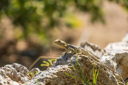 A large wild lizard on a rock.の写真素材