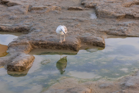 A seagull stands on a rock and catches fish at low tide.の写真素材