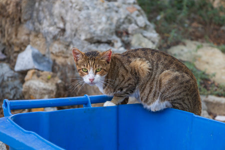 Wild street tabby cat. Cat in the streets.の写真素材
