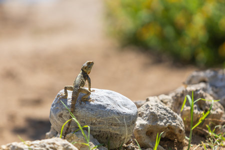 A large wild lizard on a rock.の写真素材