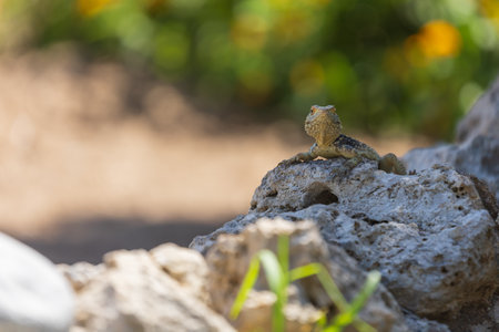 A large wild lizard on a rockの写真素材