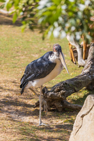 African marabou - African woodpecker - a large gray-white bird hunting insects in a meadow.の写真素材