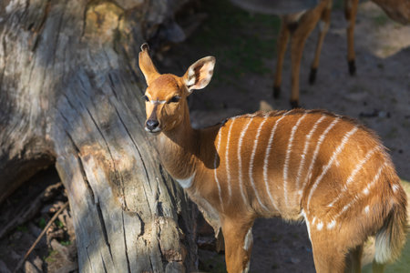 Southern Nyala - Tragelaphus angasii in sunny weather on a meadow.の写真素材