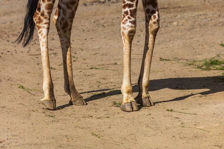 Close-up of a giraffe's legs. Four legs and hooves are visible.の写真素材