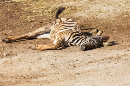 A small baby Zebra - Hippotigris lies on the ground.の写真素材