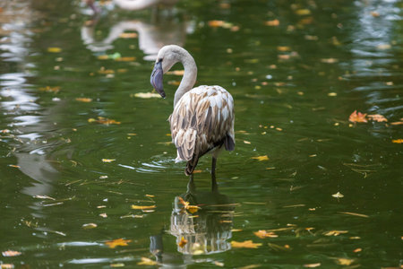 Pink flamingo in the water.の写真素材