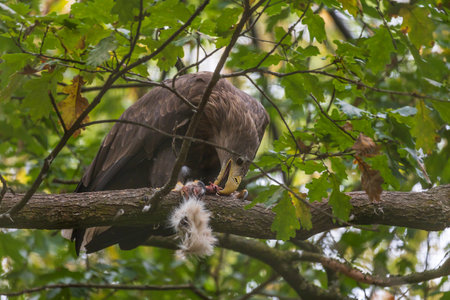 Sea eagle - Haliaeetus albicilla sits in the branches of a tree and eats the caught prey. Wild photoの写真素材