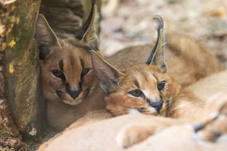 Portrait of a Caracal - Caracal caracal - has an open mouth and his teeth can be seen. The photo has a nice bokeh.の写真素材