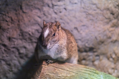 Rock moko - Kerodon rupestris sits on a tree branchの写真素材