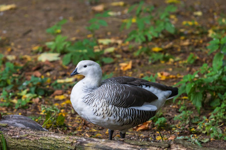 Magellanic goose - Chloephaga picta stands in a meadow in the grass.の写真素材