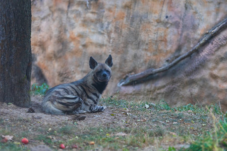 Hyena - Hyaena hyaena in its natural habitat. Young hyenas fight over food.の写真素材