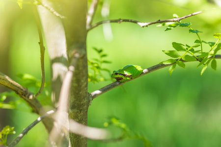 Hyla arborea - Green tree frog on a stalk. The background is green. The photo has a nice bokeh. Wild photoの写真素材