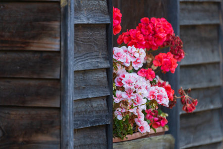 A mixture of flowers in a box on the windowsill.の写真素材