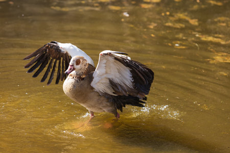 A brightly colored large bird Nile Goose - Alopochen aegyptiacaの写真素材