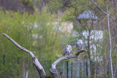 Great West Siberian Eagle Owl sitting on a tree branch.の写真素材