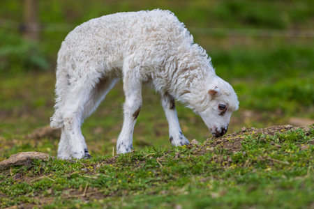 Valaska - a breed of white woolly sheep from Wallachia in the Czech Republic in Europe. Cute cub.の写真素材