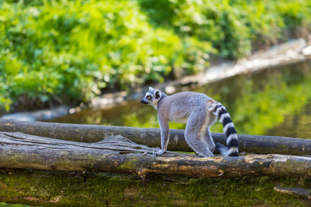 Lemurs (Lemuriformes) run and rest in a meadow. Cute furry animal.