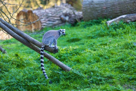 Lemurs (Lemuriformes) run and rest in a meadow. Cute furry animal.