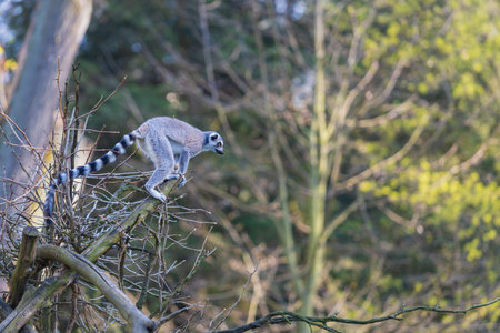 Lemurs (Lemuriformes) run and rest in a meadow. Cute furry animal.