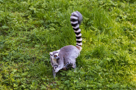 Lemurs (Lemuriformes) run and rest in a meadow. Cute furry animal.