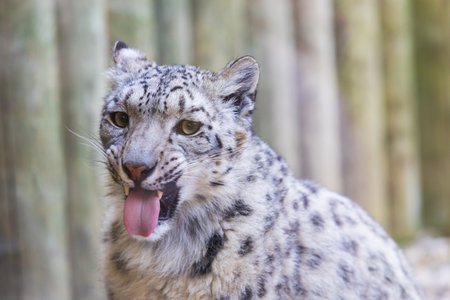 A big leopard-like cat Irbis - Panthera uncia is lying down and resting.の写真素材