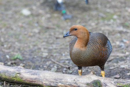 A large gray goose on a green lawn.の写真素材
