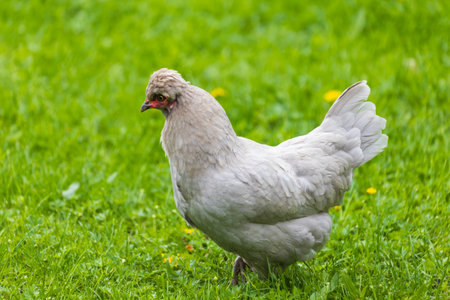 Beautiful colorful ornamental little rooster. He has a red comb and a lobe.の写真素材