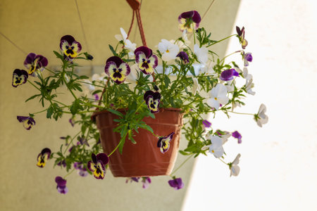 Beautiful colorful overhanging balcony flower Pansy - Violaの写真素材