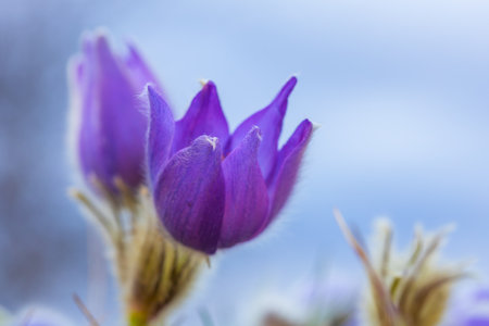Pasque flowers on spring field. Photo Pulsatilla grandis with nice bokeh.の写真素材