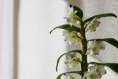 Beautiful colorful orchid flowers. The background is light.の写真素材