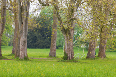 Beautiful garden landscape in the park. Green trees.の写真素材
