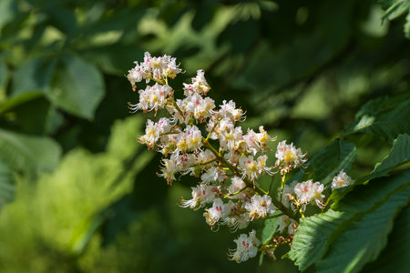 White flowers and green leaves of a chestnut tree.の写真素材