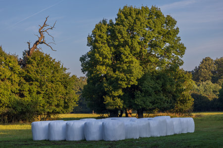 Wrapped straw bales. The bales are stacked in a meadow and covered with a tarpaulin against the rain.の写真素材