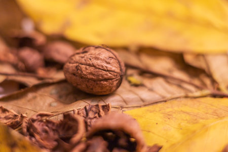 Beautiful autumn still life. Walnuts for making tea.の写真素材