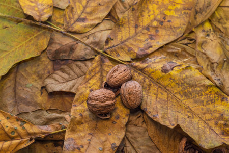 Beautiful autumn still life. Walnuts for making tea.の写真素材