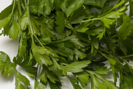 Fresh green sprig of parsley on a white background.の写真素材