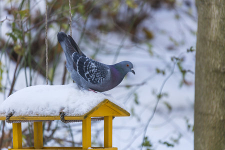Feeder with sunflower for birds - titmice. There is snow all around.の写真素材
