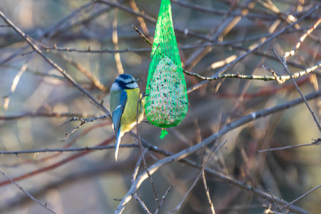 Feeder with sunflower for birds - titmice. There is snow all around.