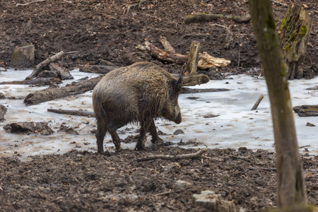 Wild boar - Sus scrofa - in the forest and by the in its natural habitat. Photo of wild nature.