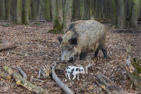 Wild boar - Sus scrofa - in the forest and by the in its natural habitat. Photo of wild nature.の写真素材