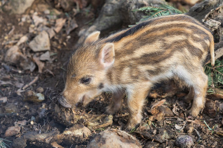Wild boar - Sus scrofa - in the forest and by the in its natural habitat. Photo of wild nature.の写真素材